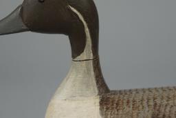 PINTAIL BY BOB MCGAW
