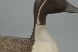 PINTAIL BY BOB MCGAW