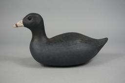 COOT BY DELBERT " CIGAR" DAISEY