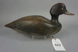 BLUEBILL FROM NEW ENGLAND