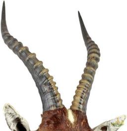 Blesbok Common