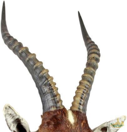 Blesbok Common