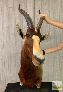Blesbok Common