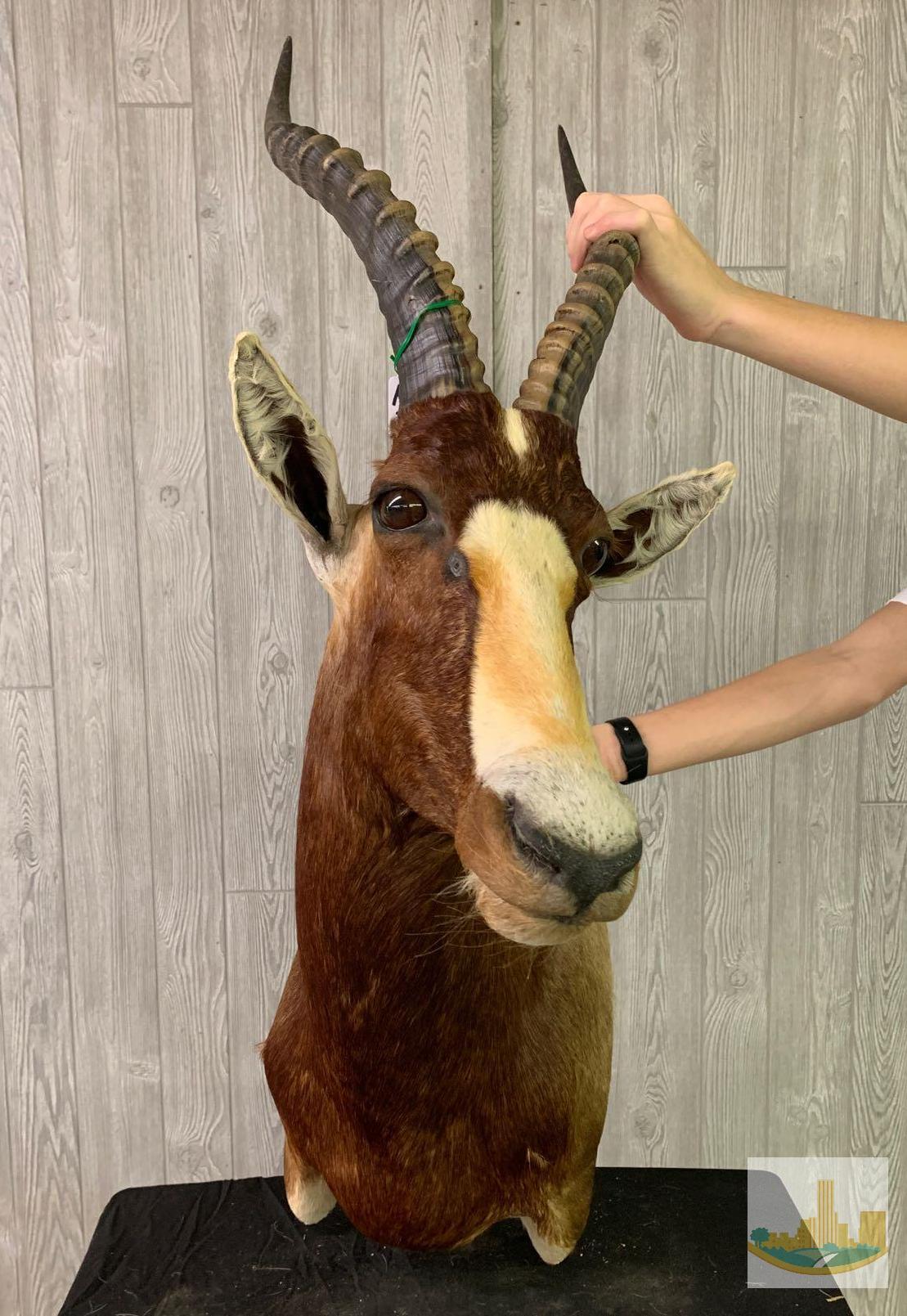 Blesbok Common