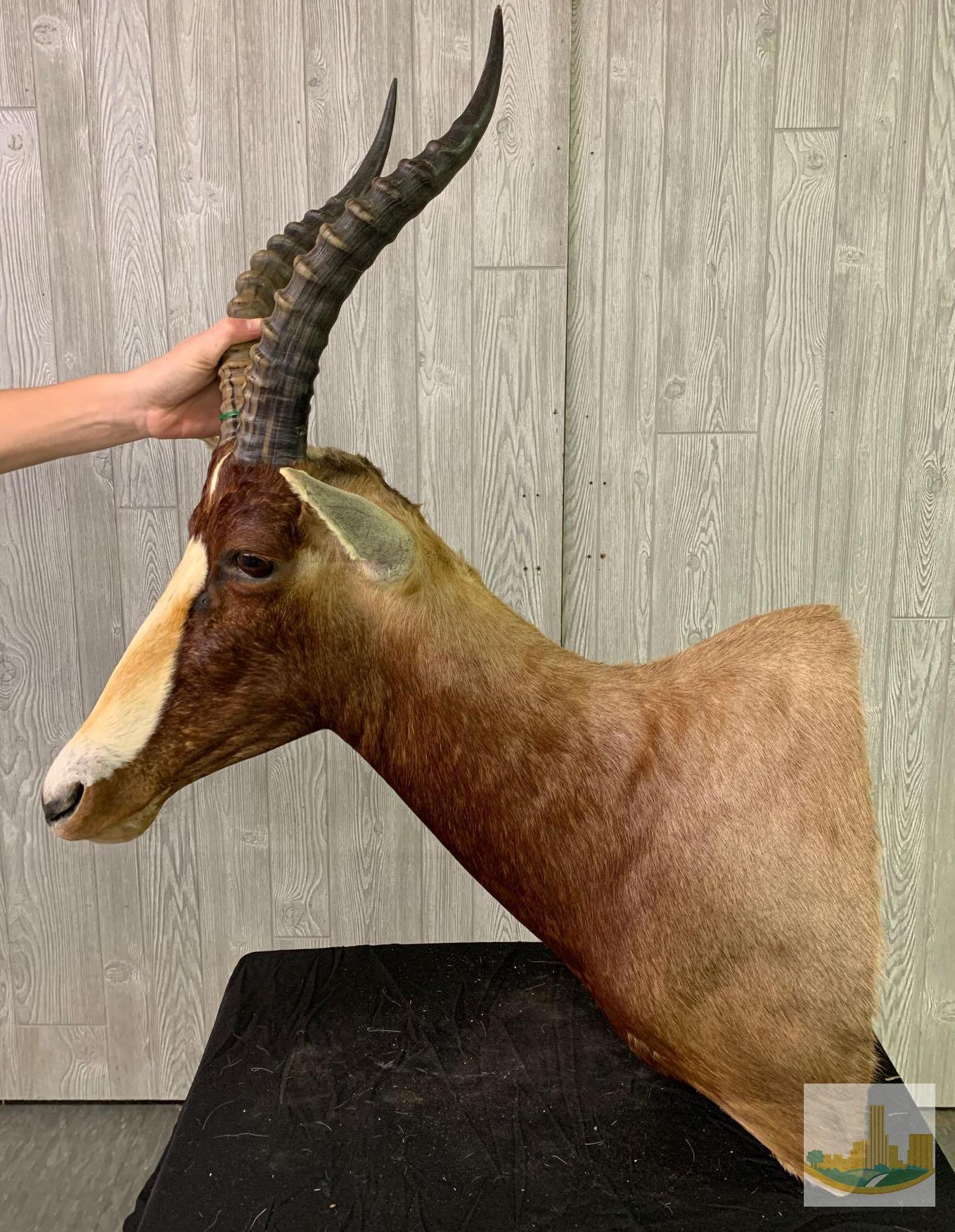 Blesbok Common