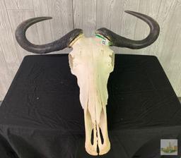 Blue Wildebeest