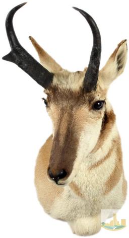 Antelope