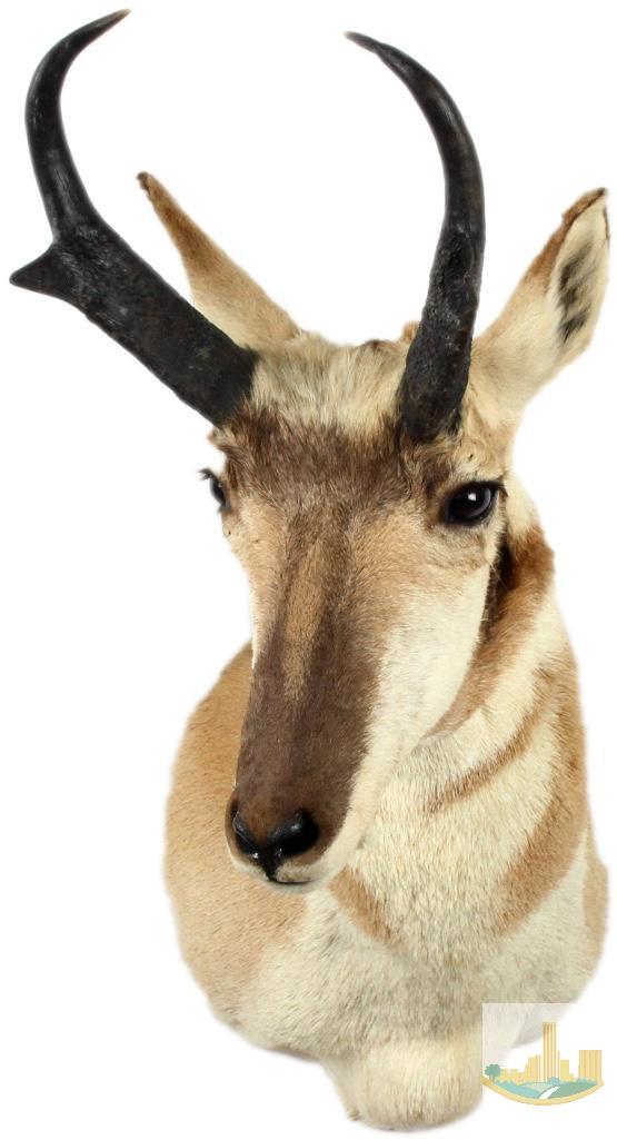 Antelope