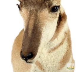 Antelope