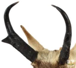 Antelope