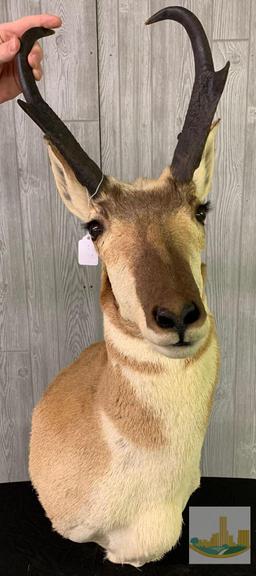 Antelope
