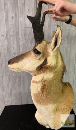 Antelope