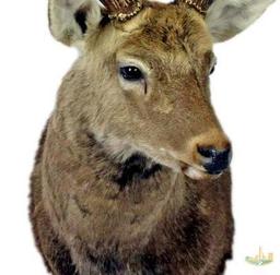 Sika