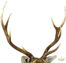 Sika