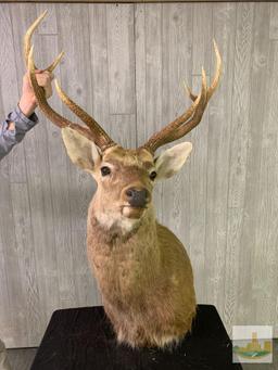 Sika