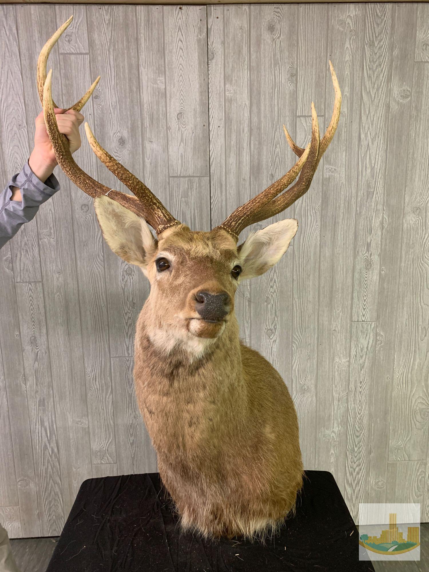 Sika