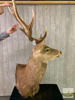 Sika