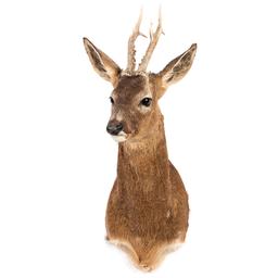 A Roe Deer Mount