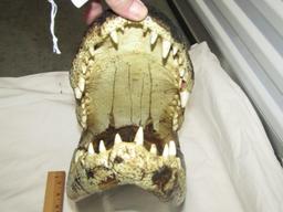 Genuine Alligator Head