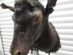 Catalina Goat Taxidermy Mount (LOCAL PICK UP ONLY)