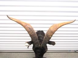 Catalina Goat Taxidermy Mount (LOCAL PICK UP ONLY)