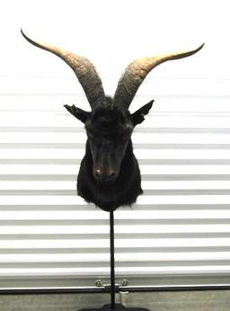 Catalina Goat Taxidermy Mount (LOCAL PICK UP ONLY)