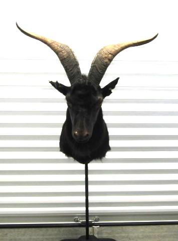 Catalina Goat Taxidermy Mount (LOCAL PICK UP ONLY)