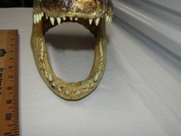 Genuine Alligator Head