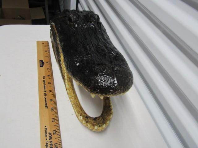 Genuine Alligator Head