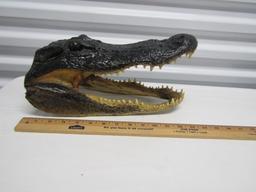 Genuine Alligator Head