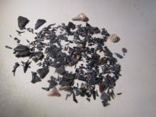 Large Lot Of Small Sharks Teeth