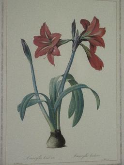 Botanical Amaryllis Flower Bulb Print in Antiqued Gilted Patina Frame