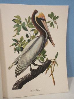 50 Large Poster Size Audubon Birds of America Print Book Suitable for Framing
