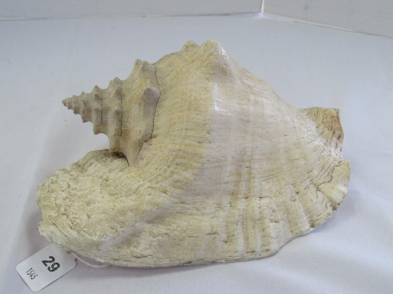 Large Conch/Seashell White & Pink Motif Décor