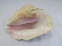 Large Conch/Seashell White & Pink Motif Décor