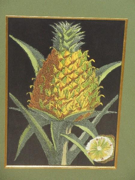 Botanical Pineapple Ink & Water Color Original Fine Artwork Elegant Relief