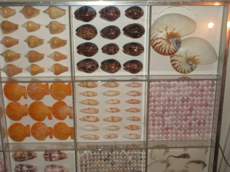 Extraordinary Display Sea Shell Collection in Large Case Nautilus Halved, Tiger Courie, Crown