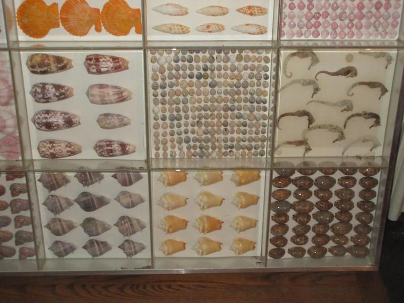 Extraordinary Display Sea Shell Collection in Large Case Nautilus Halved, Tiger Courie, Crown