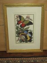 Beautiful Titled "Butterfly III"- Two Vibrant Color Butterflies Illustration w/Orchids Hand Colored