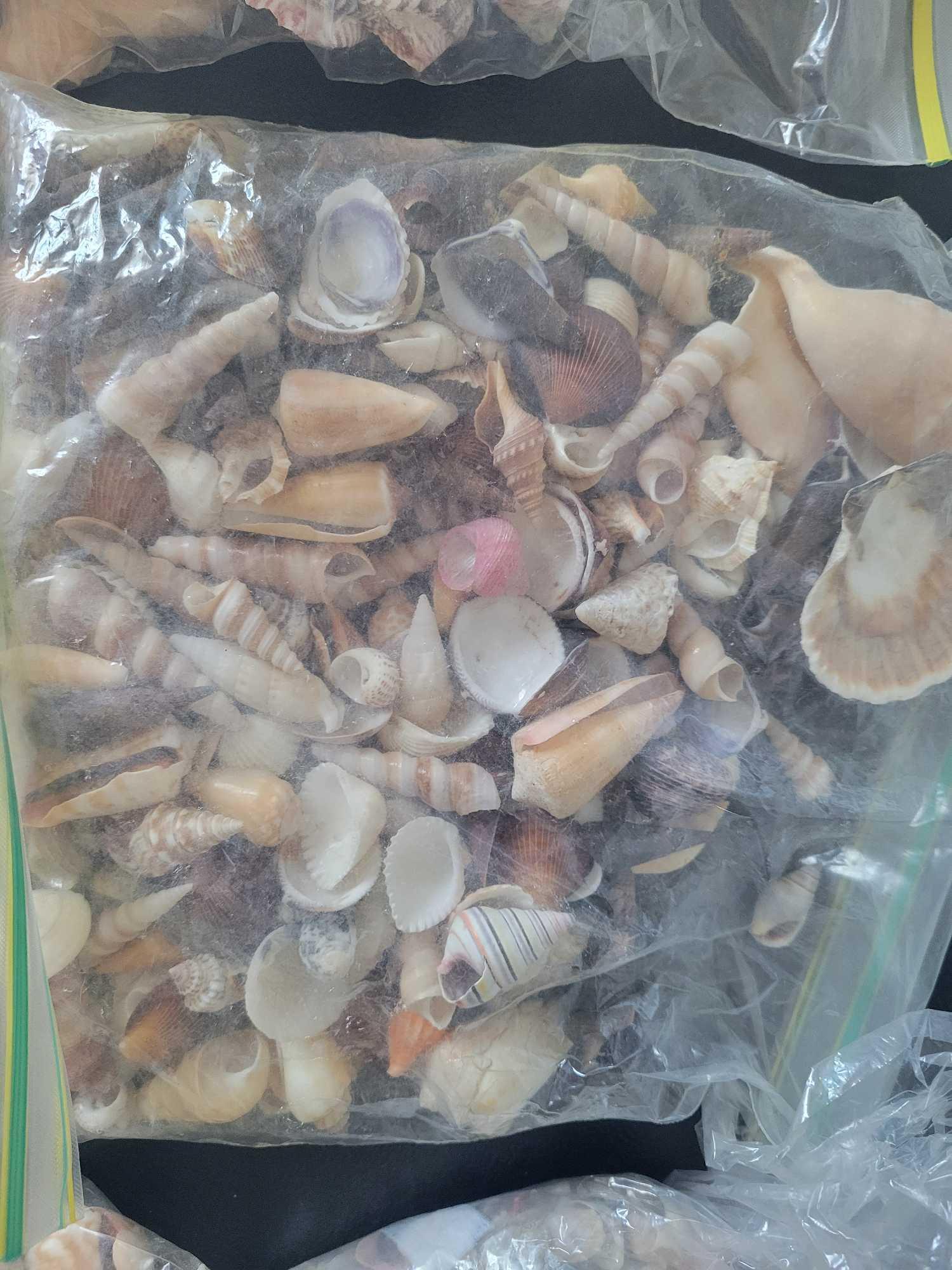 Shell Collection $3 STS