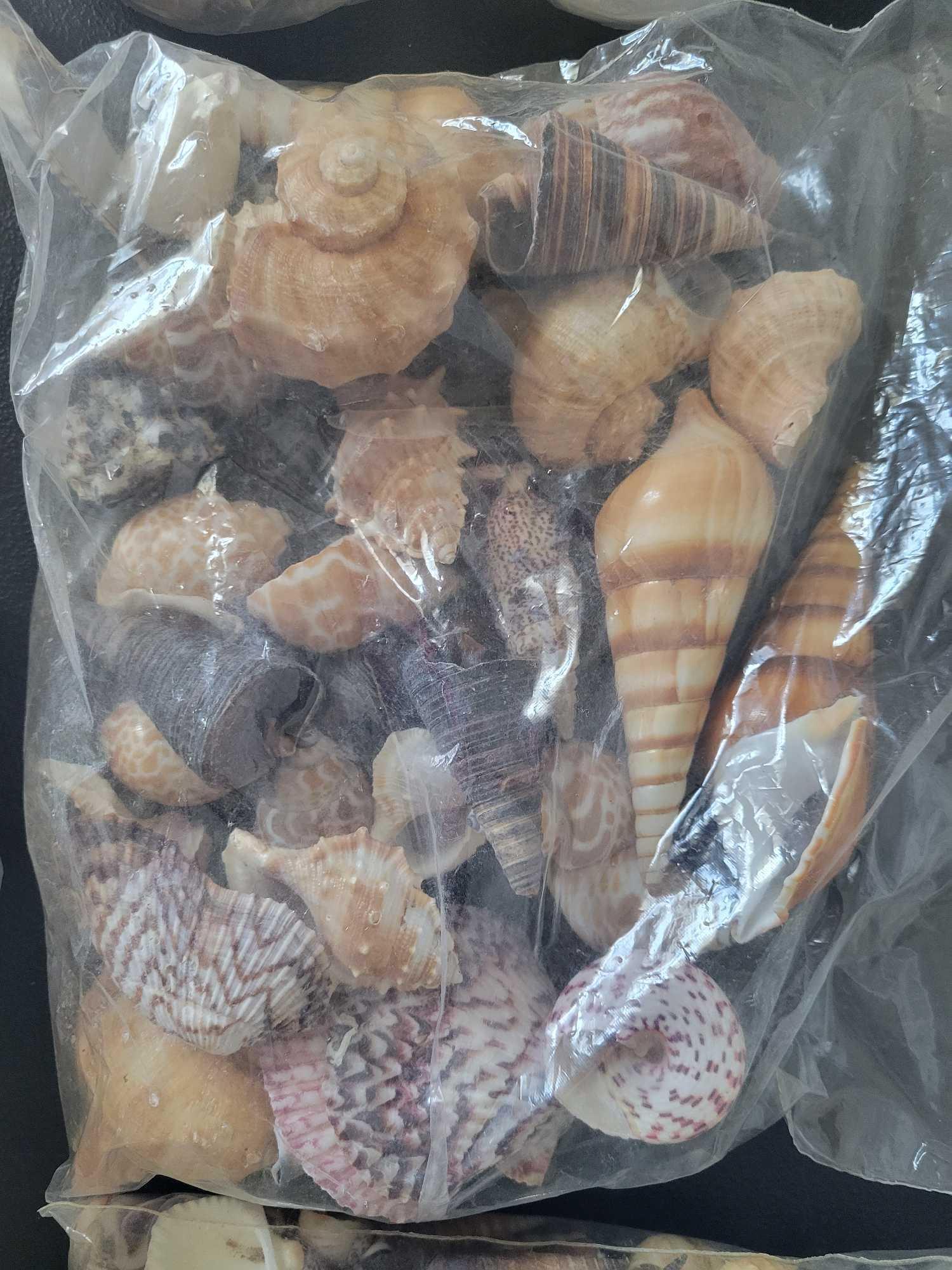 Shell Collection $3 STS