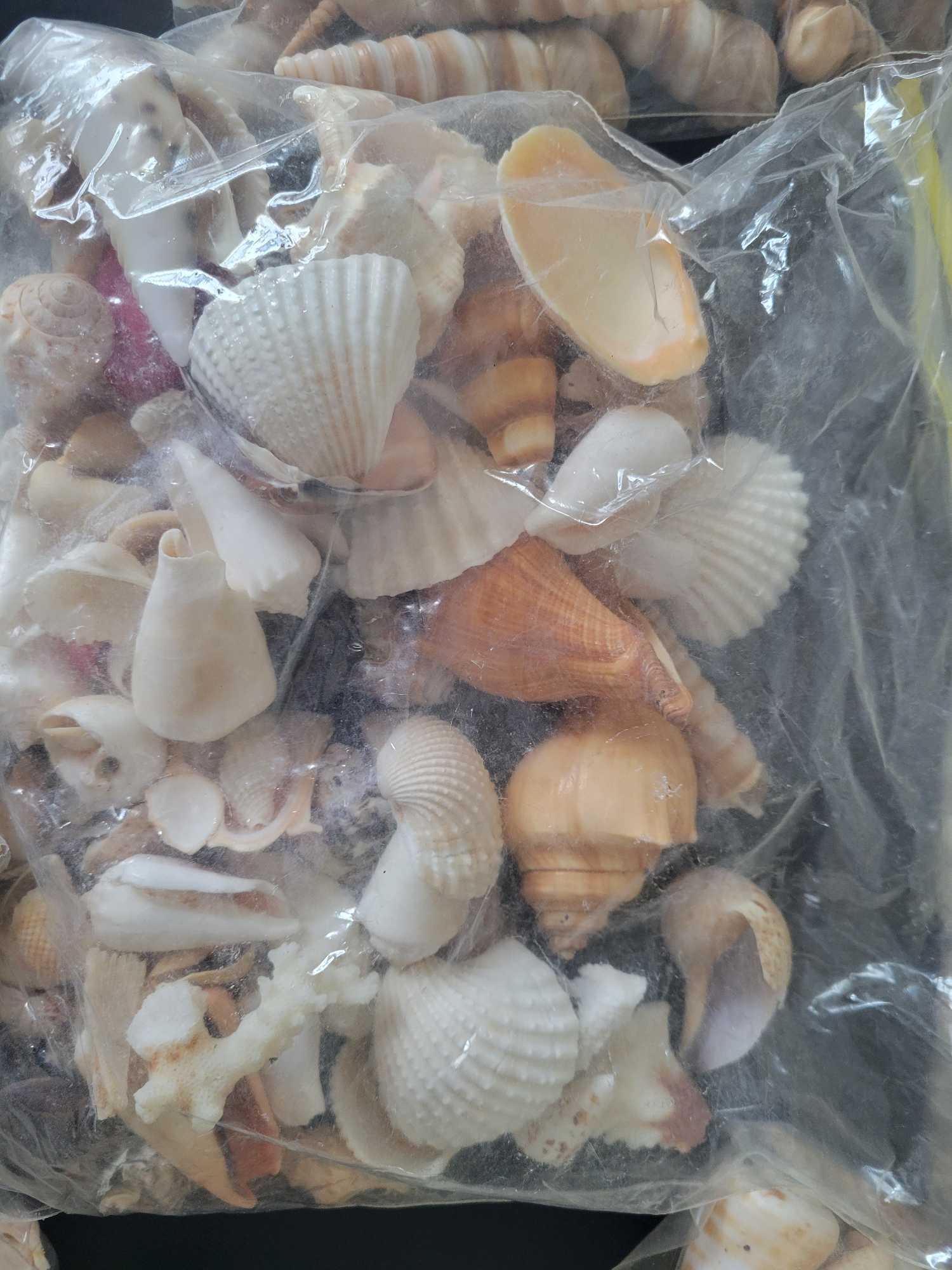 Shell Collection $3 STS