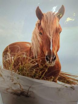 Signed and framed photo "Whiskers" of a horse by DL Waters. Comes as is shown in photos. 18"W x 24"H