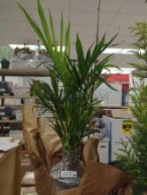 Cat Palm Plant, Appears to be In Good Health, 29" H from Root to Top, What You See in the Photos is