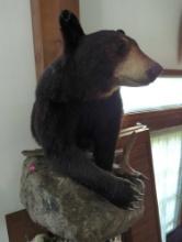 (DR) TAXIDERMY BEAR WALL PIECE. APPROX 31"H 20" OFF THE WALL, BEAR STANDS ON A FAUX ROCK.