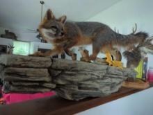 (DR) TAXIDERMY FOX WALL PIECE, STANDS ON FAUX STONE, MEASURES APPROXIMATELY 40"L 9 1/4"W 20"H
