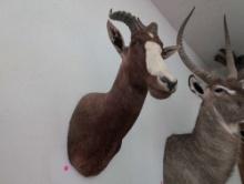 (DEN) SOUTH AFRICAN BLESBOK HEAD TAXIDERMY. MEASURES 10"W X 20-1/2"D X 33"T.