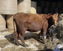 Red Crossbred Cow