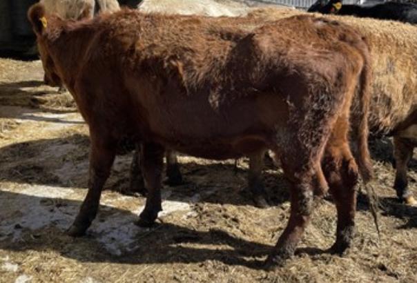 Red Crossbred Cow