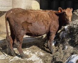Red Crossbred Cow